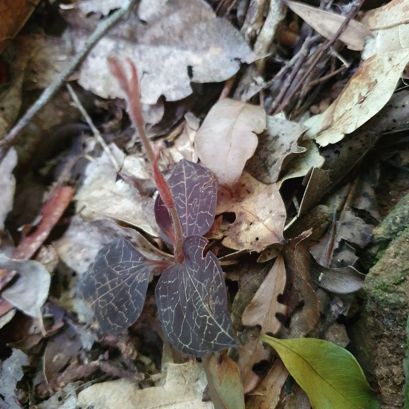Anoectochilus yatesiae photo 6