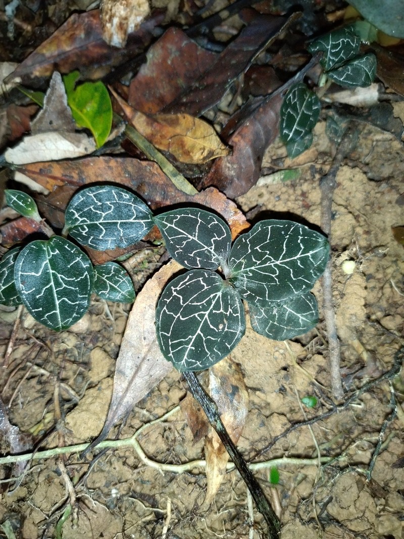 Anoectochilus yatesiae photo 7