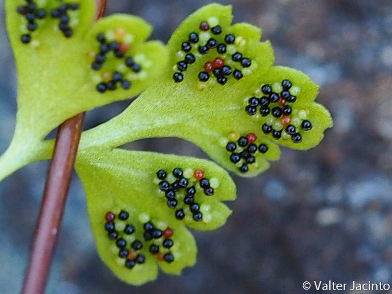 Anogramma leptophylla photo 2