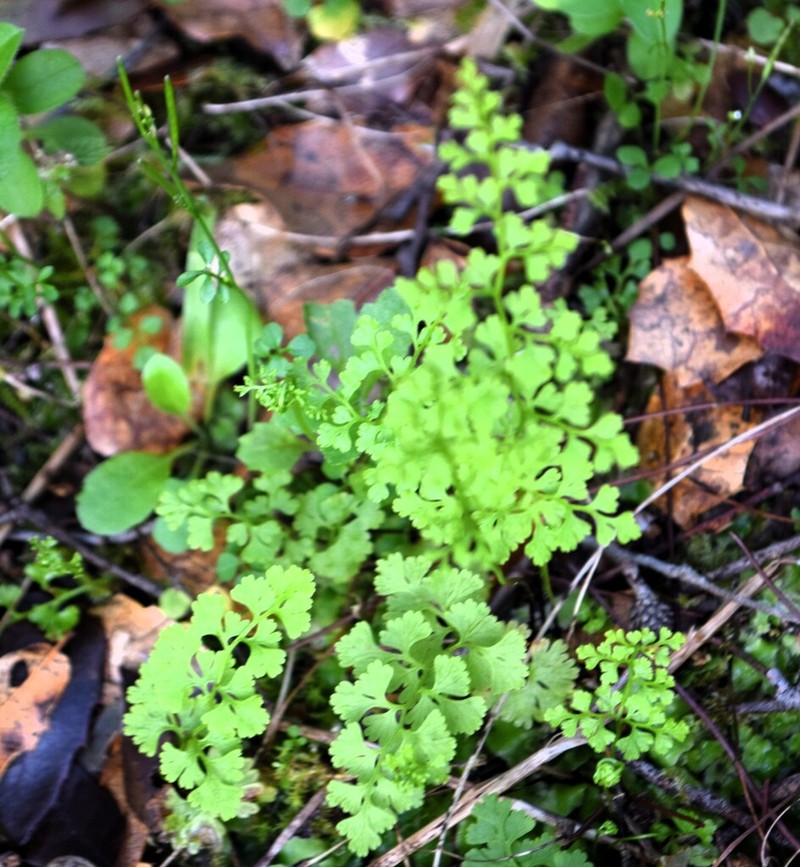 Anogramma leptophylla photo 3