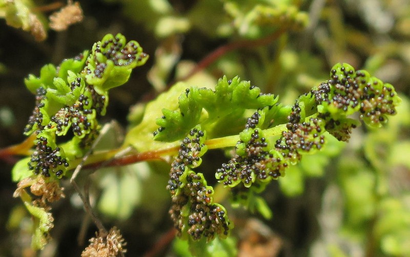 Anogramma leptophylla photo 4