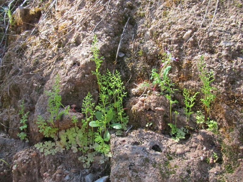 Anogramma leptophylla photo 5