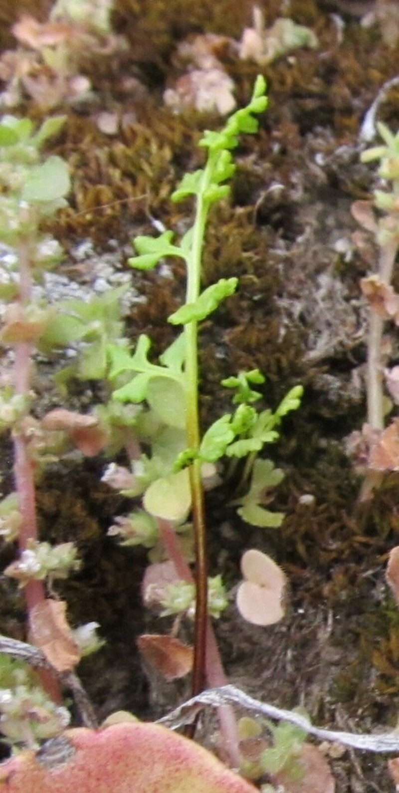 Anogramma leptophylla photo 7