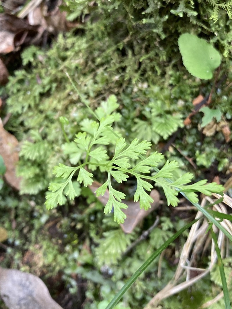 Anogramma lorentzii photo 2