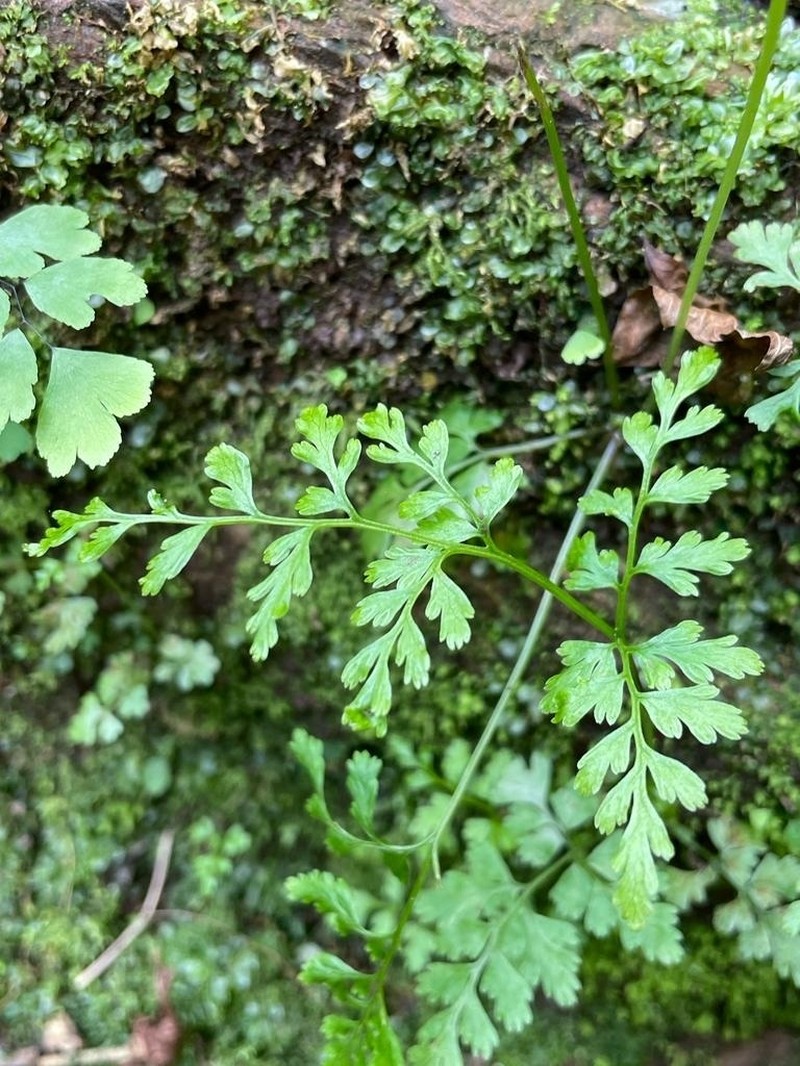 Anogramma lorentzii photo 4