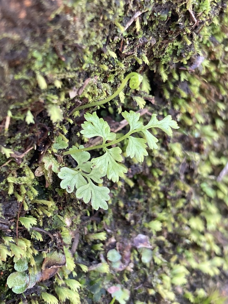 Anogramma lorentzii photo 8