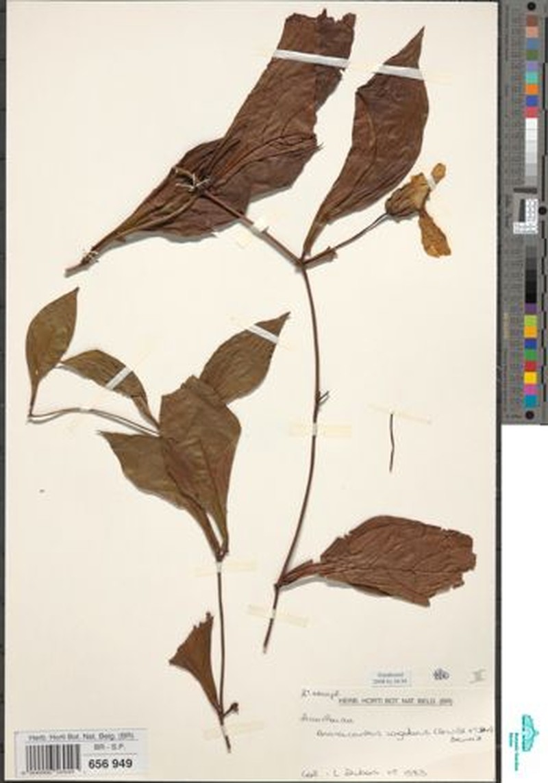 Anomacanthus congolanus