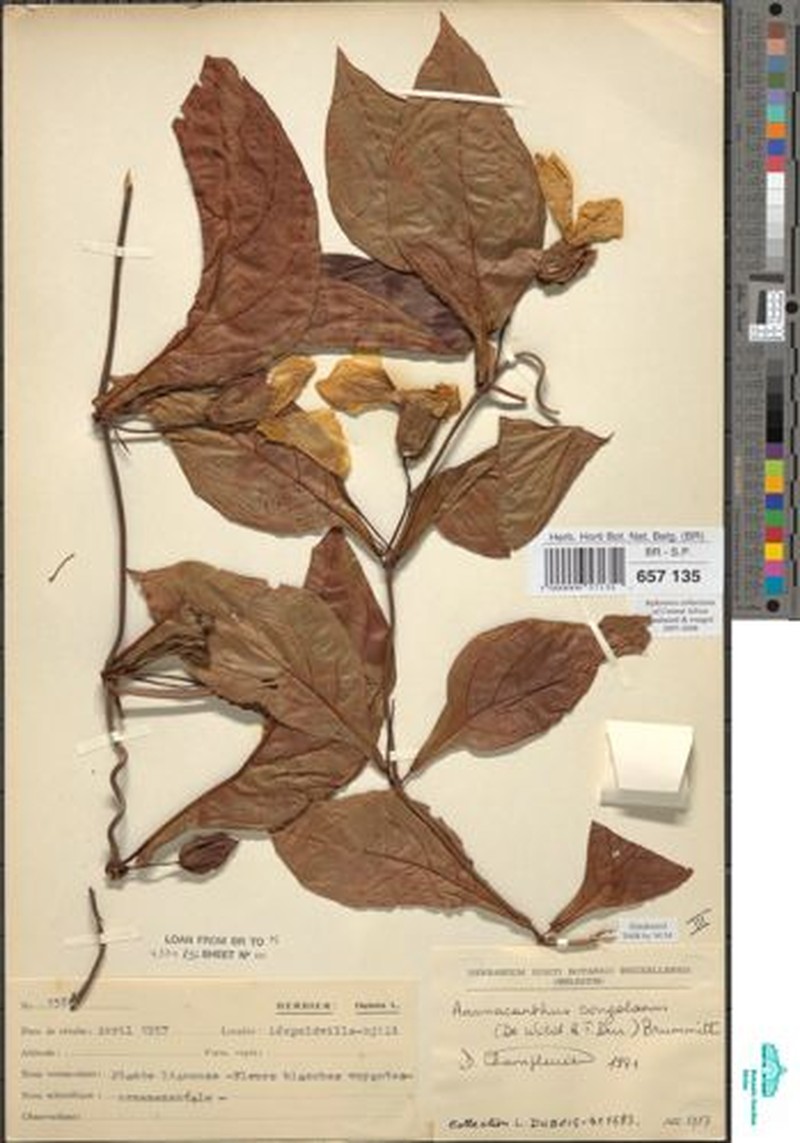 Anomacanthus congolanus photo 2