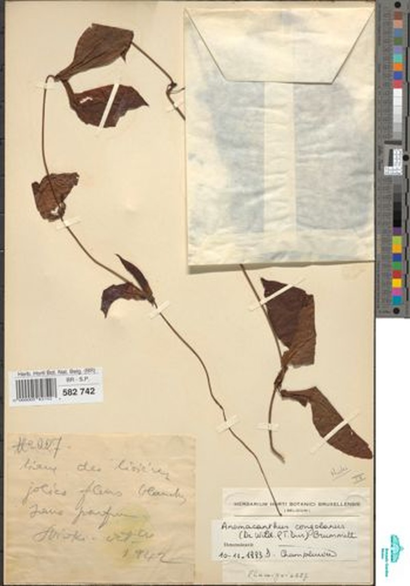 Anomacanthus congolanus photo 3