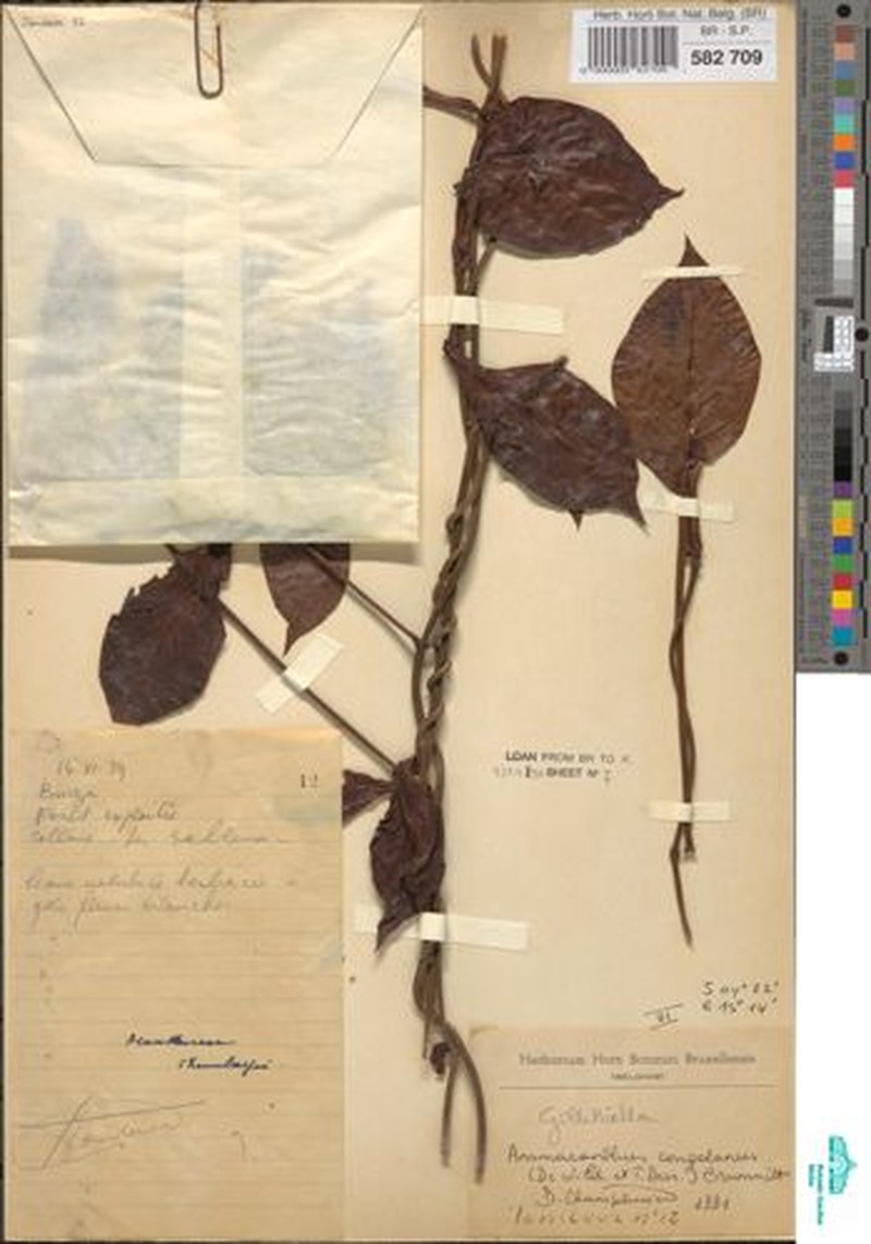 Anomacanthus congolanus photo 4