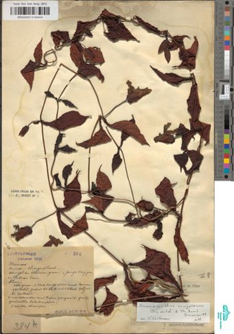 Anomacanthus congolanus photo 6