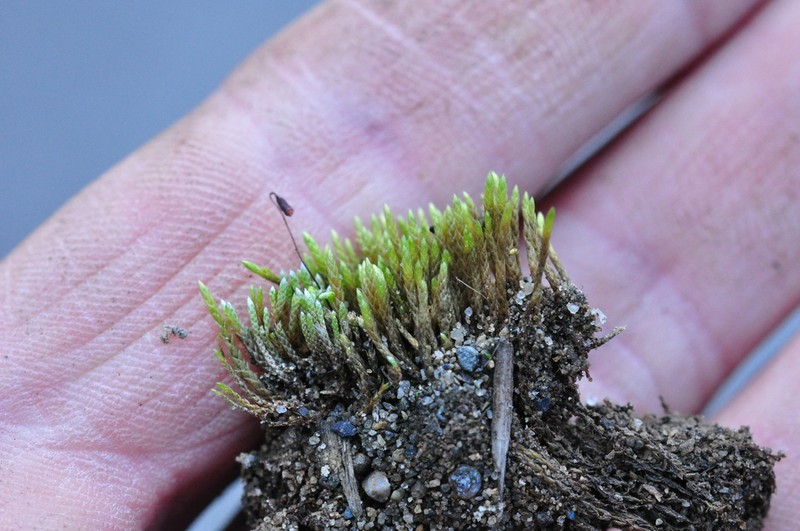 Filiform Anomobryum Moss photo 3