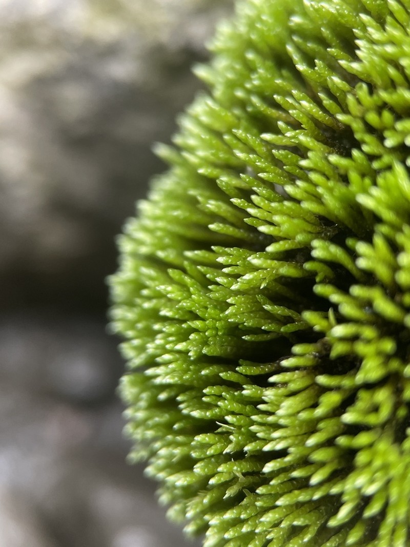 Filiform Anomobryum Moss photo 4