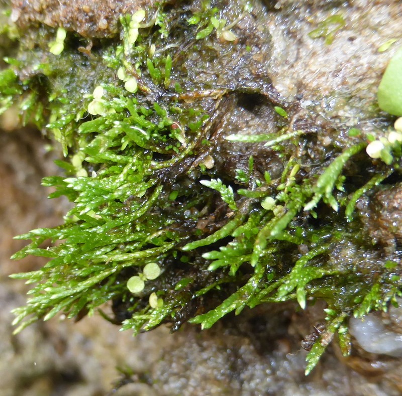 Filiform Anomobryum Moss photo 5
