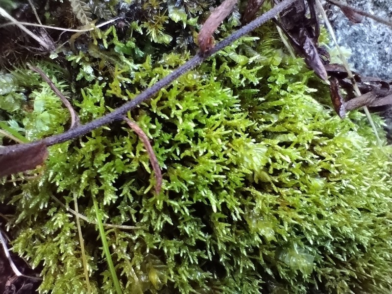 Filiform Anomobryum Moss photo 6