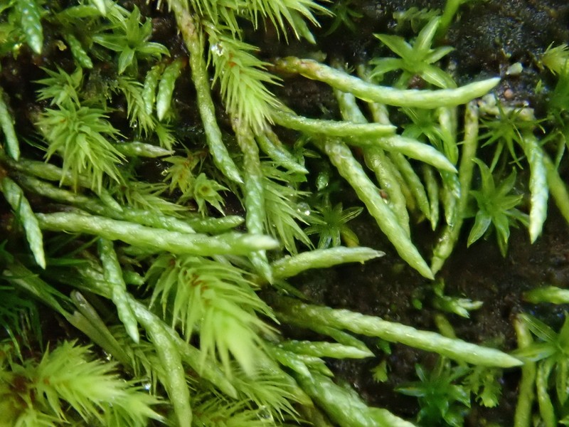 Filiform Anomobryum Moss photo 7