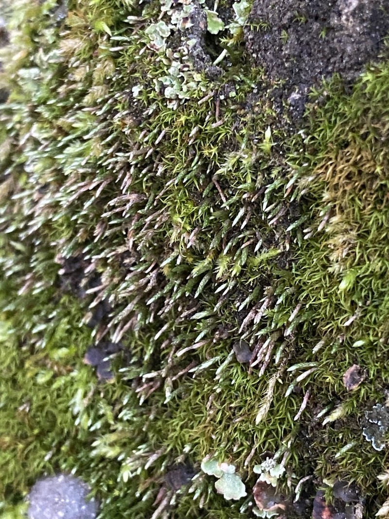 Filiform Anomobryum Moss photo 8