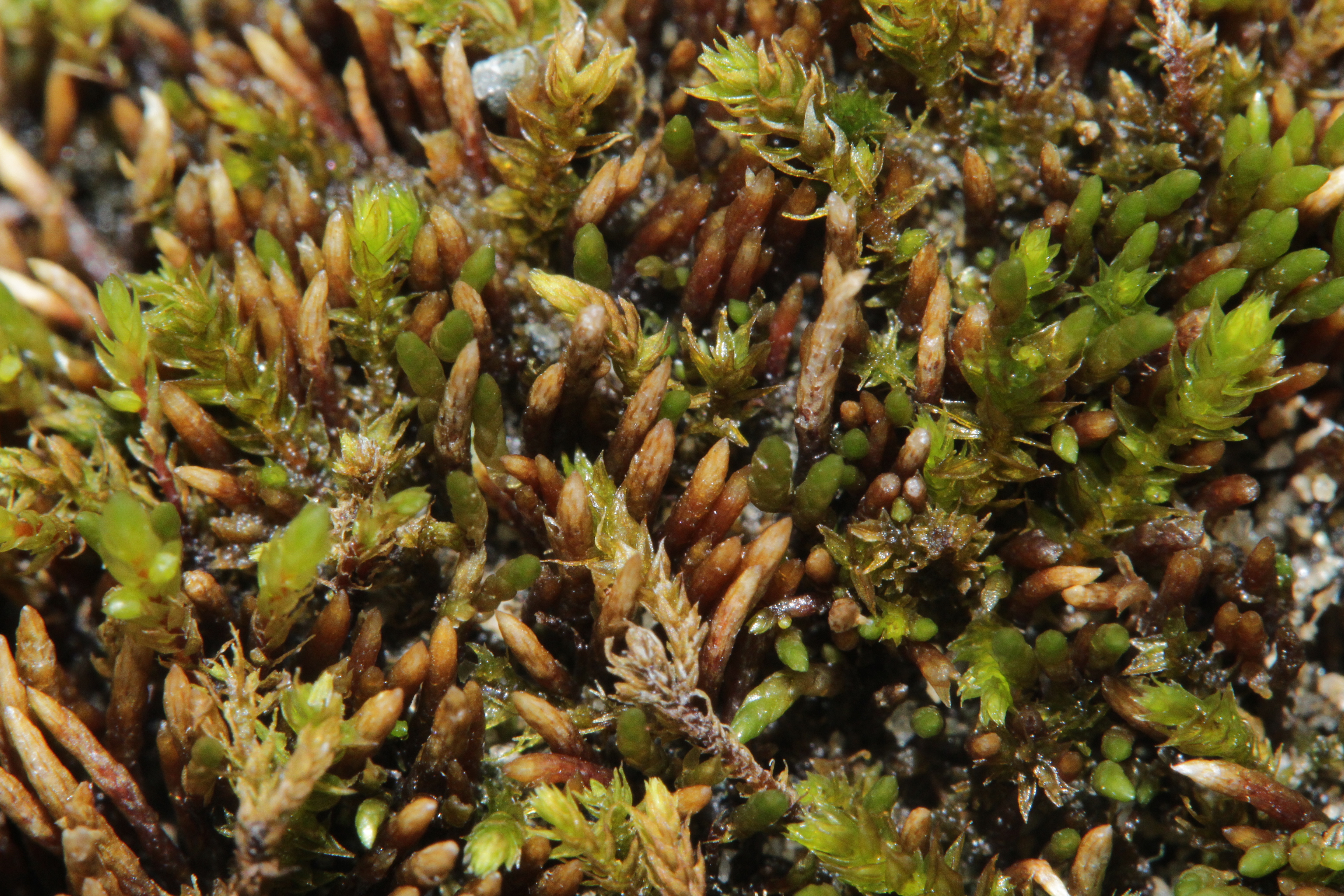 Filiform Anomobryum Moss