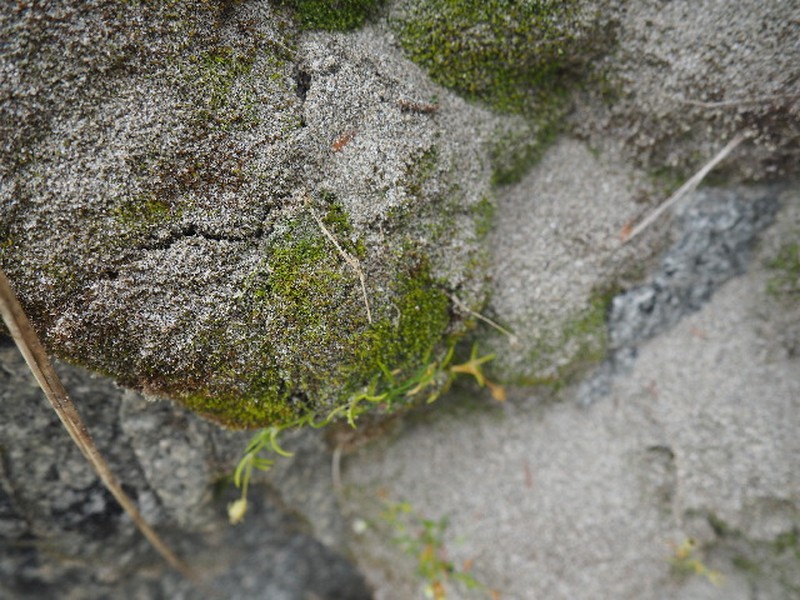 Anomobryum Moss