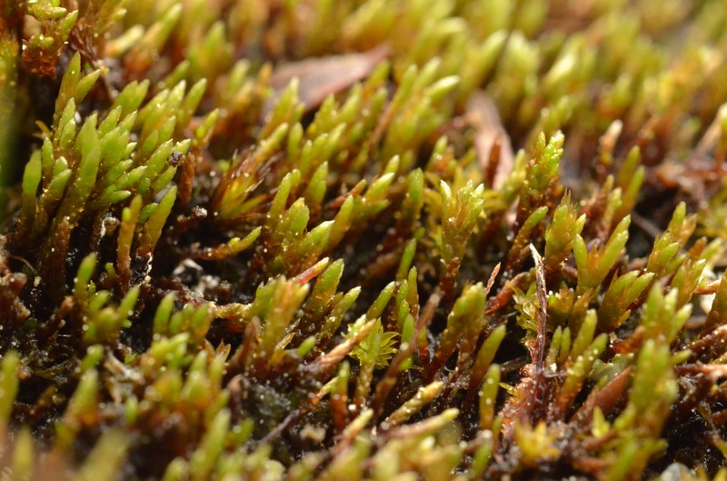 Anomobryum Moss photo 3