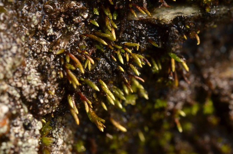 Anomobryum Moss photo 4