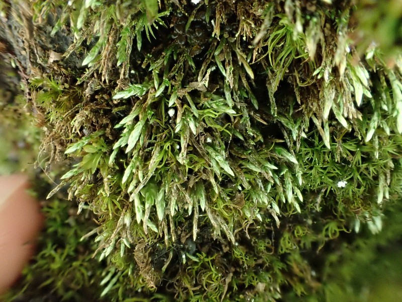 Anomobryum Moss photo 5