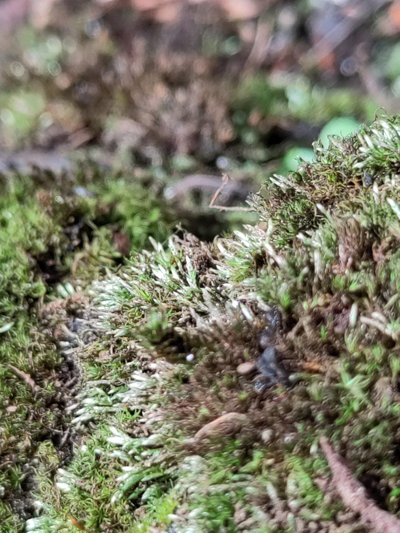 Anomobryum Moss photo 6