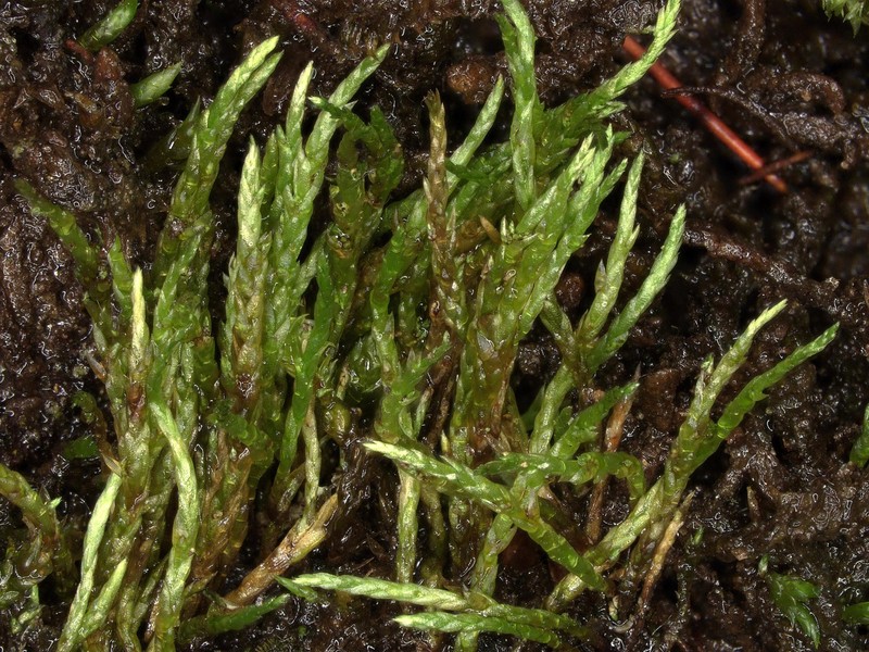 Anomobryum Moss photo 7