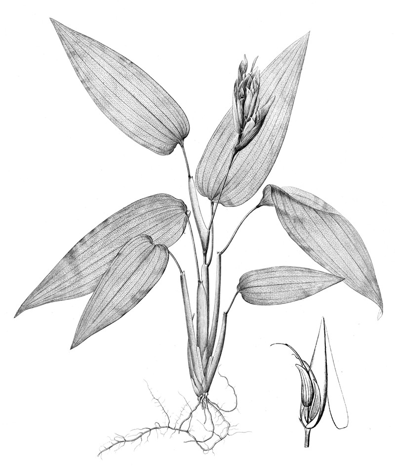 Anomochloa marantoidea