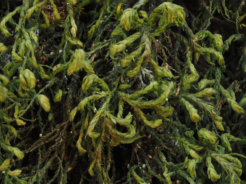 Anomodon Moss photo 2