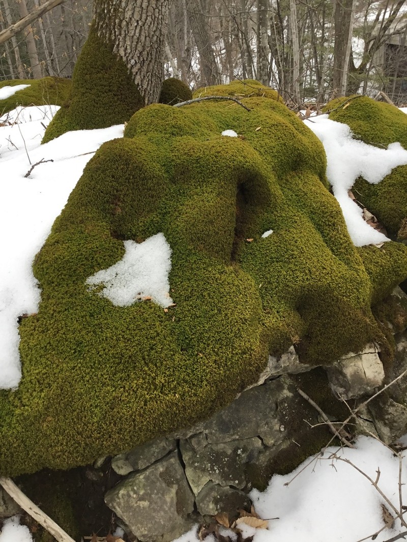 Anomodon Moss photo 3