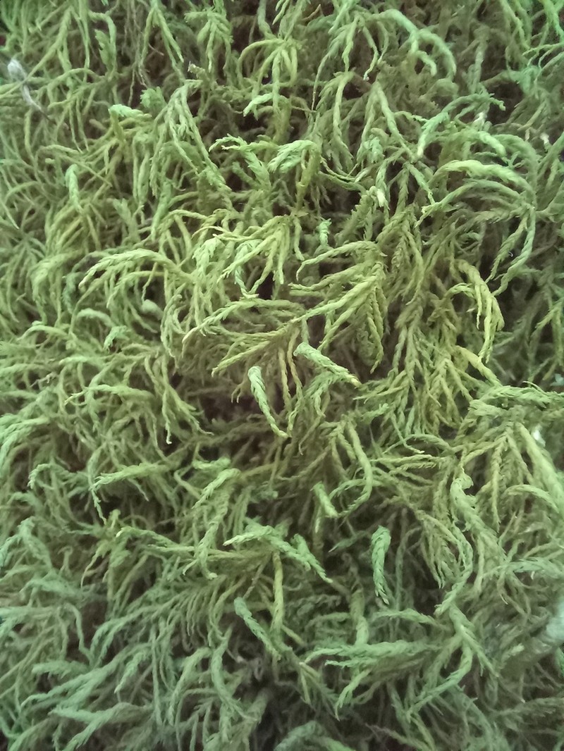 Anomodon Moss photo 4