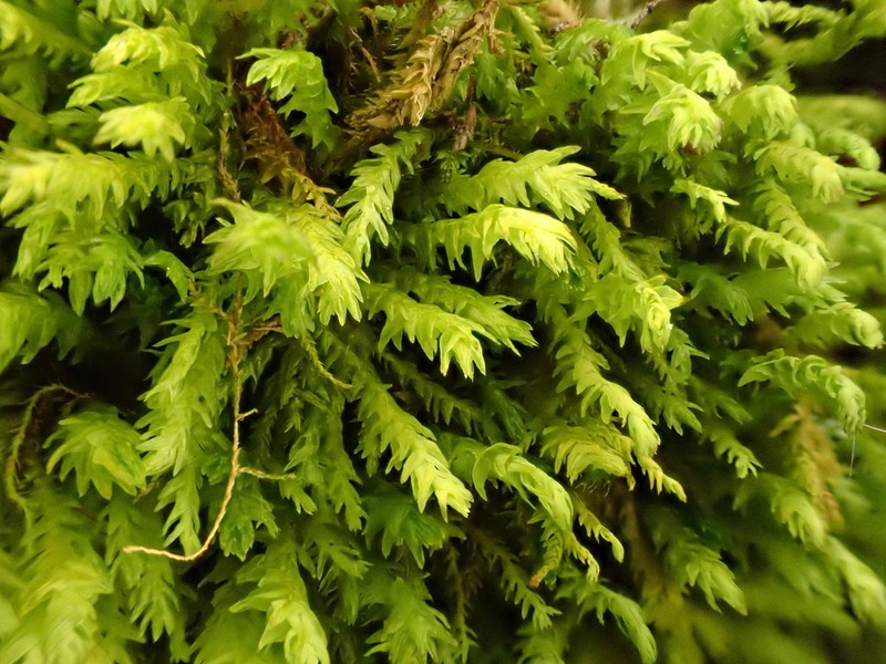 Anomodon Moss photo 5