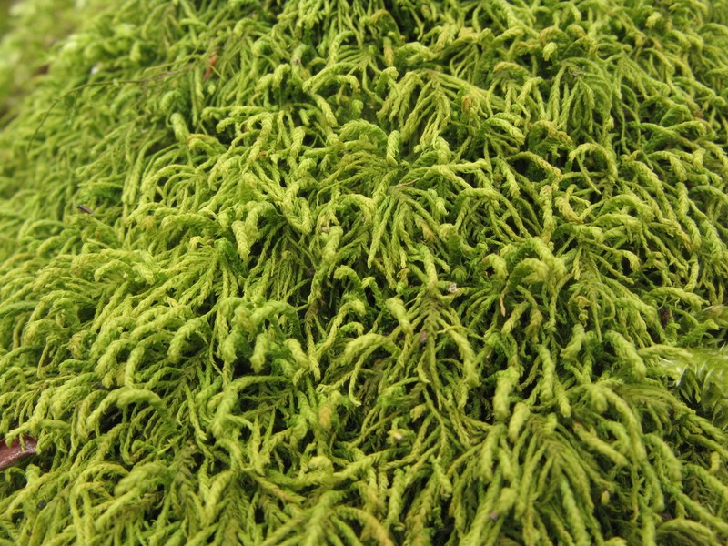 Anomodon Moss photo 6