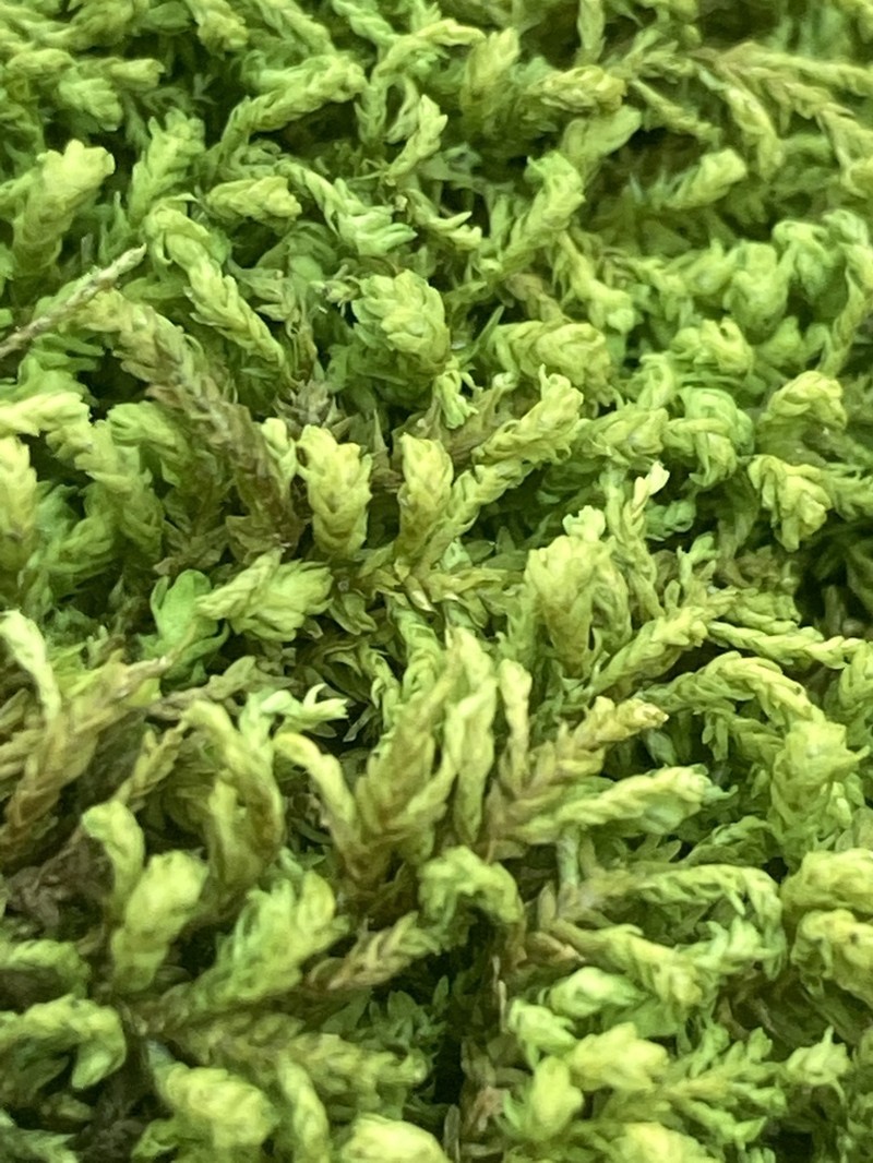 Anomodon Moss photo 7