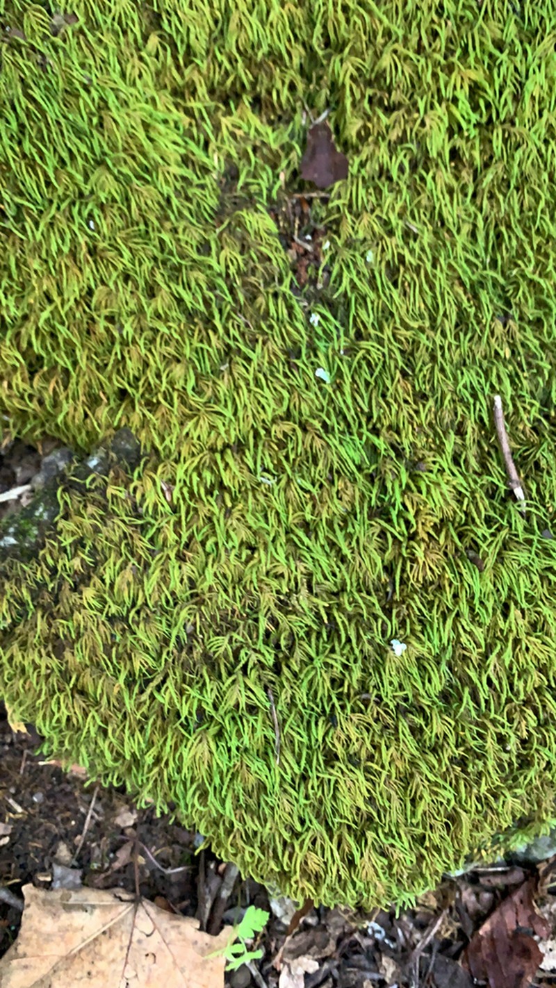 Anomodon Moss photo 8