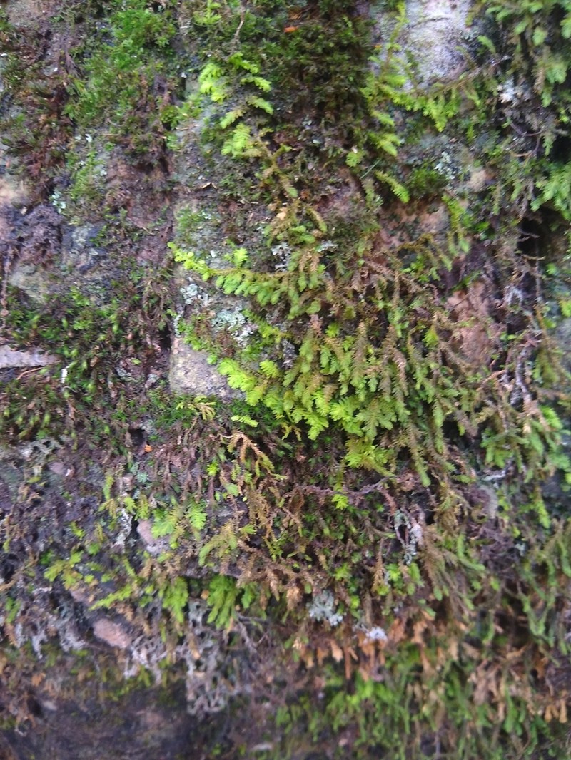 Anomodon Moss