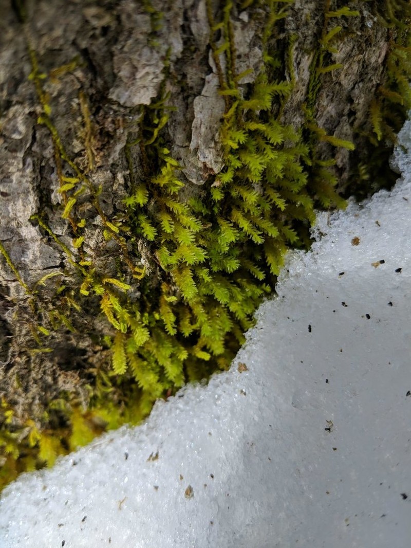 Anomodon Moss photo 2