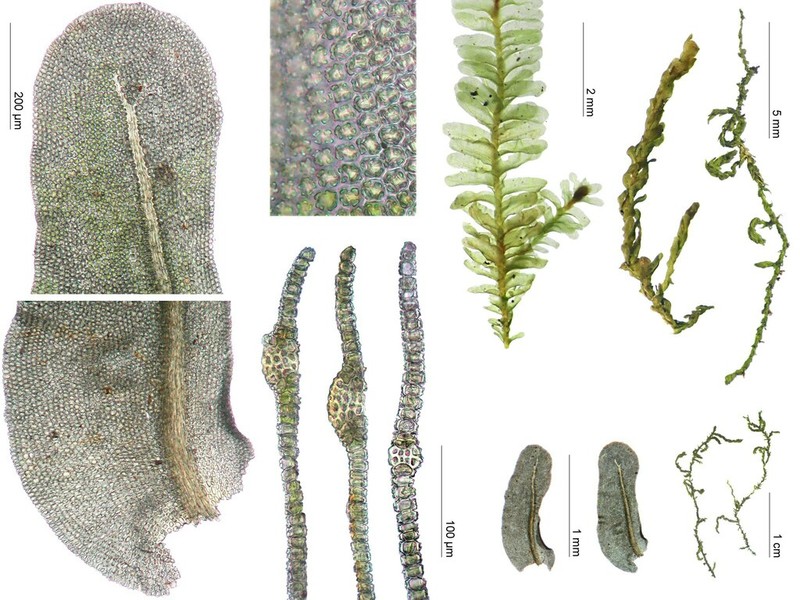Anomodon Moss photo 3