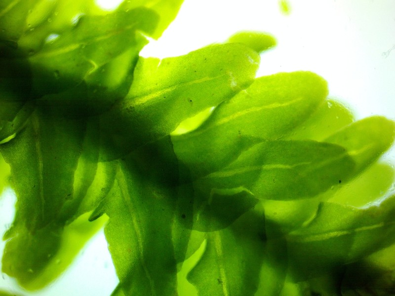 Anomodon Moss photo 5