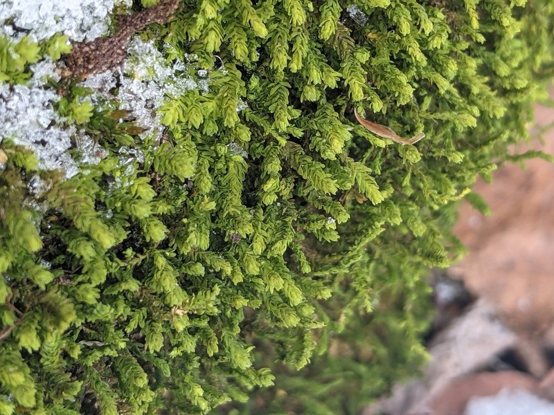 Anomodon Moss photo 6