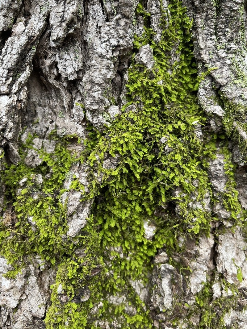 Anomodon Moss photo 7