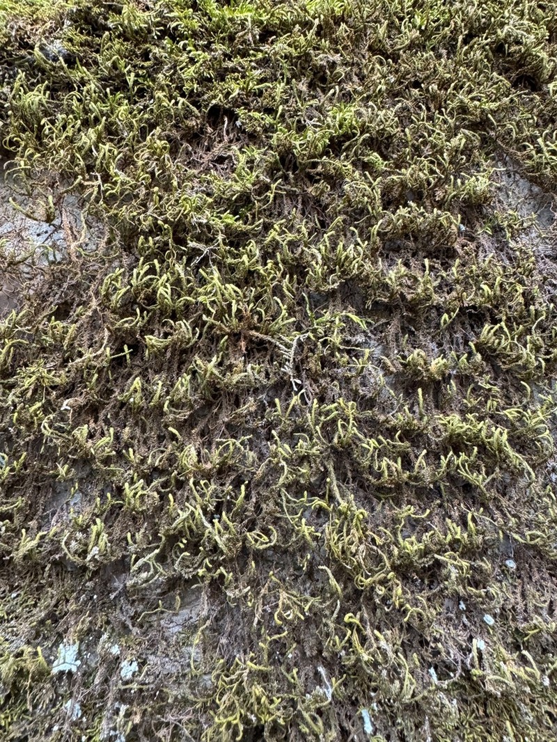 Anomodon Moss photo 8