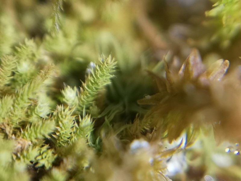 Anomodon Moss