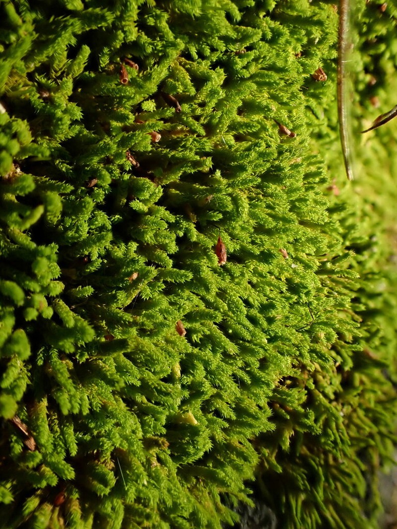 Anomodon Moss photo 2
