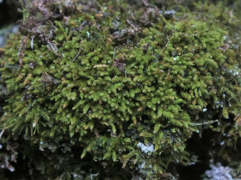 Anomodon Moss photo 3