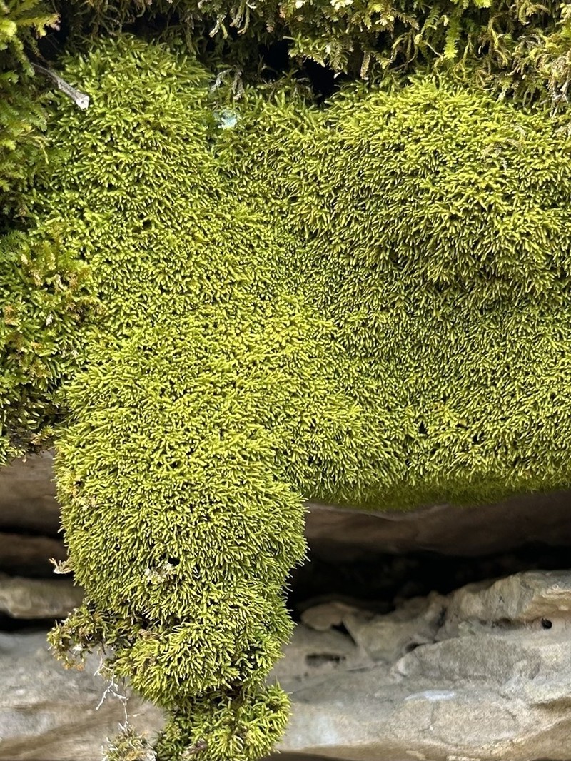 Anomodon Moss photo 4