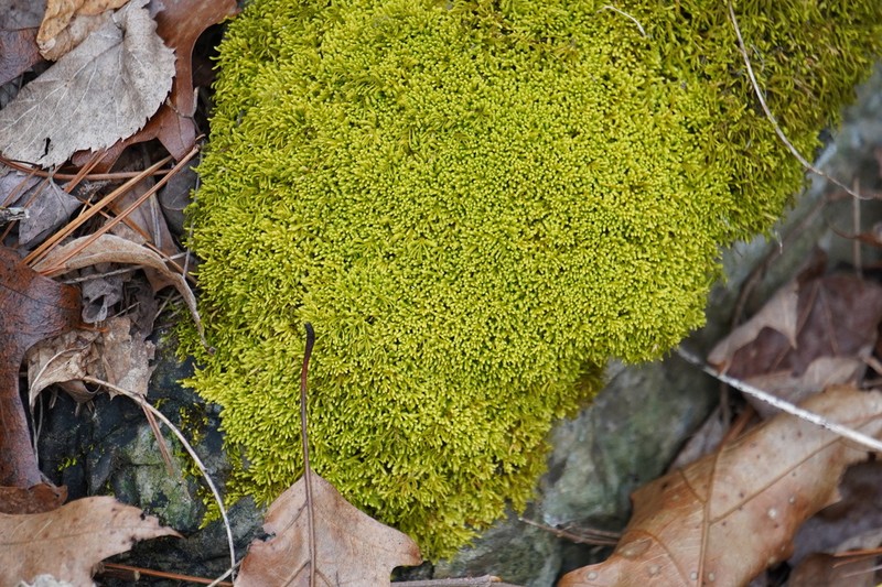 Anomodon Moss photo 5