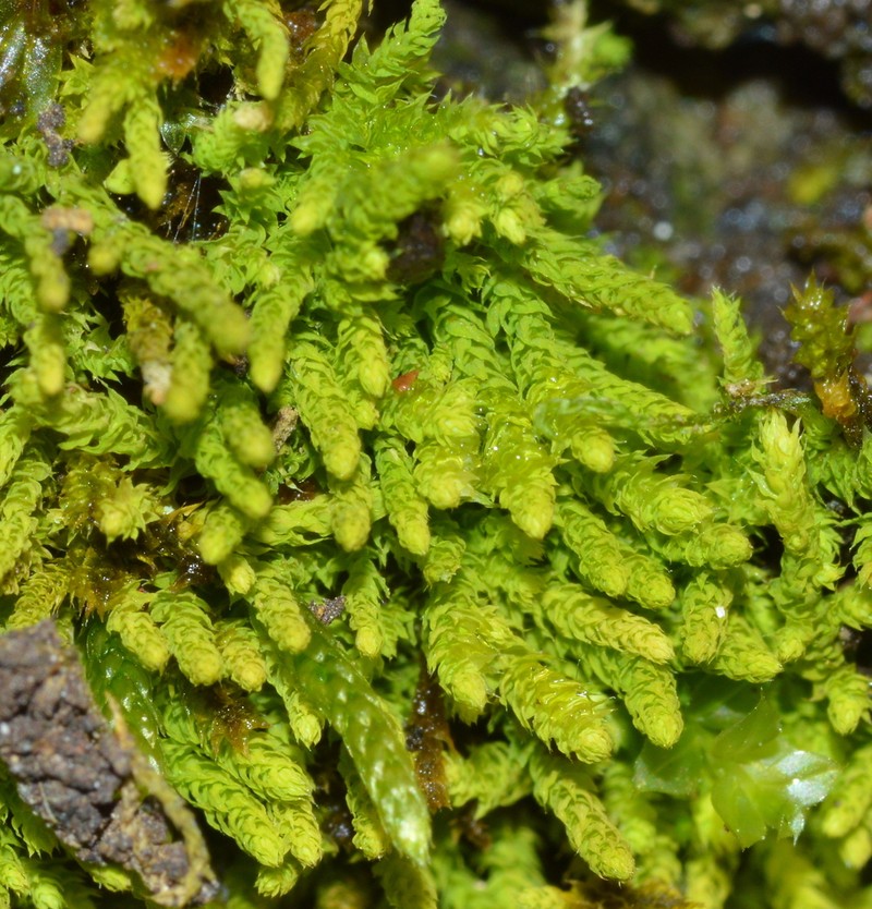 Anomodon Moss photo 6