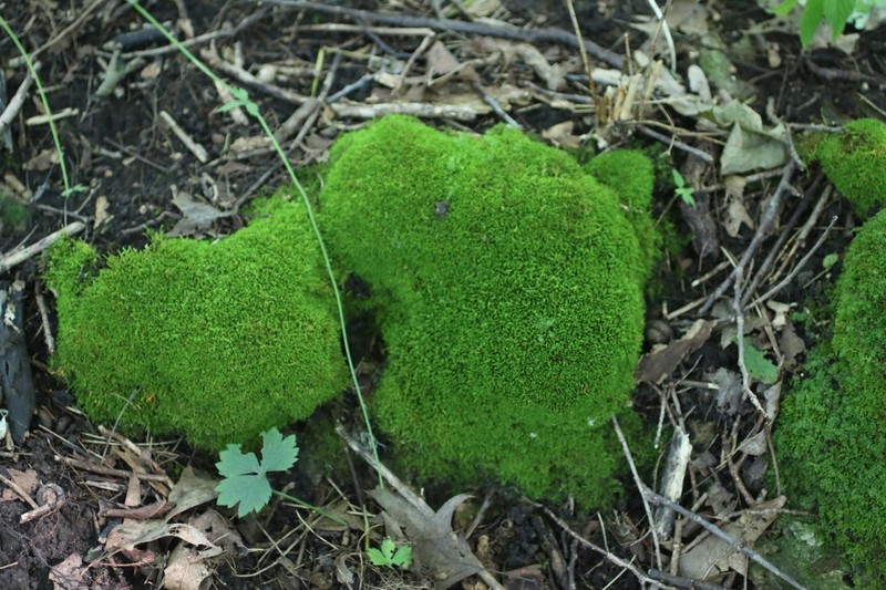 Anomodon Moss photo 7